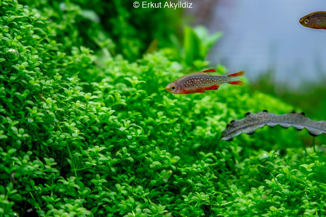 Erkut - I’ve noticed that some older Galaxy Rasboras (Danio ...
