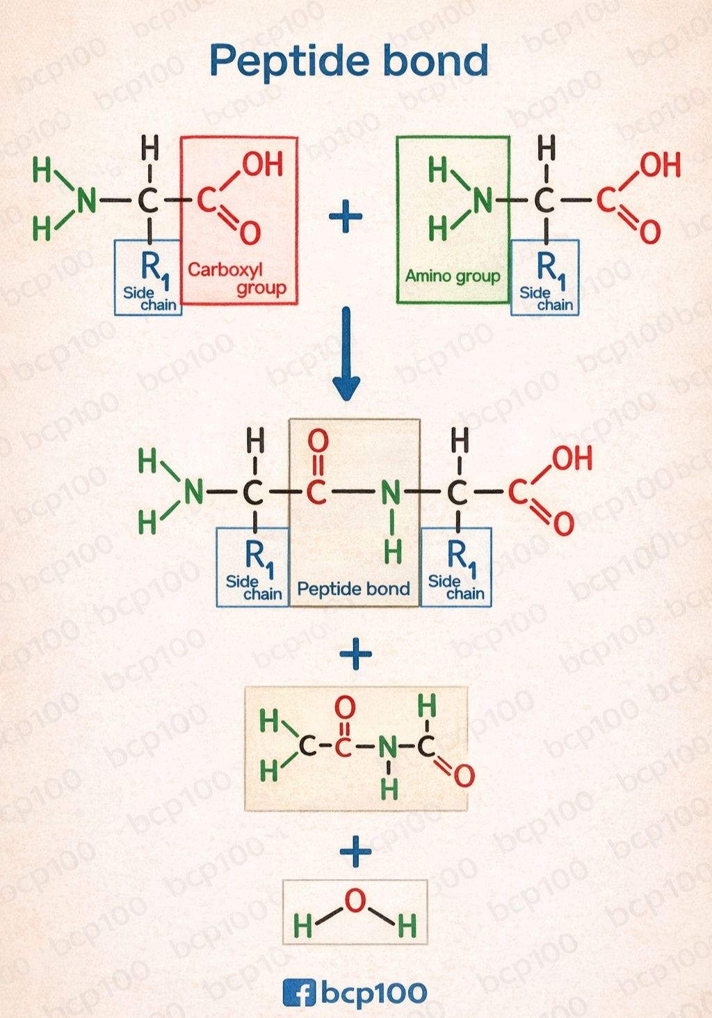 how many peptide bonds are present in glutathione 🧬 Bond – Detailed Notes A peptide bond is a special type of covalent bond that forms between two amino acids during protein synthesis. It is created between the carboxyl group (– Face Mask Disposable Adults IM IV SC vitamin C Choose your pack:Pack of 1 (30 tablets)