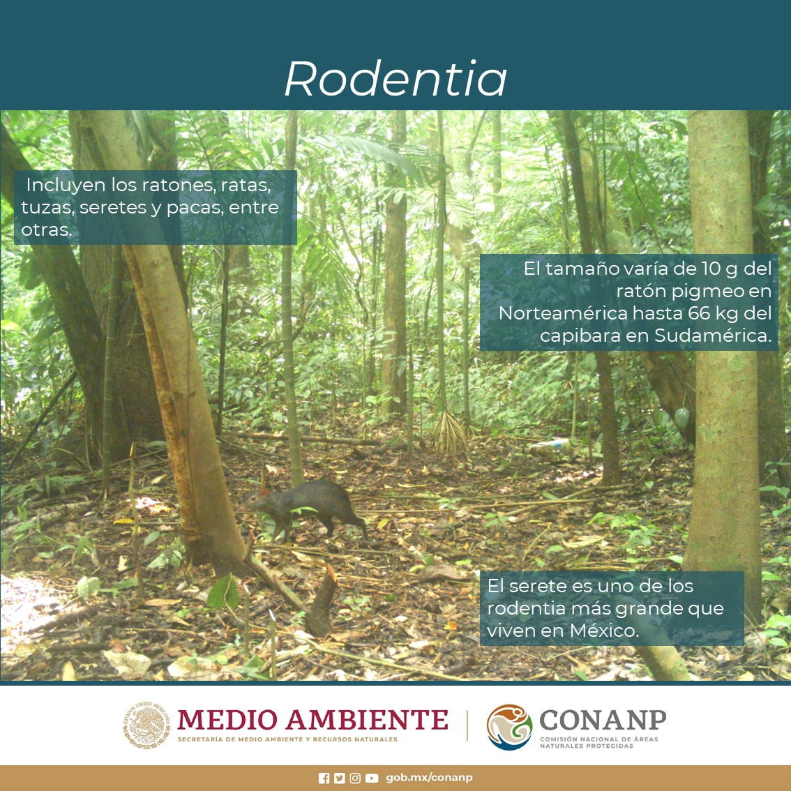 El grupo Rodentia incluye los ratones,... - CONANP-Chinantla