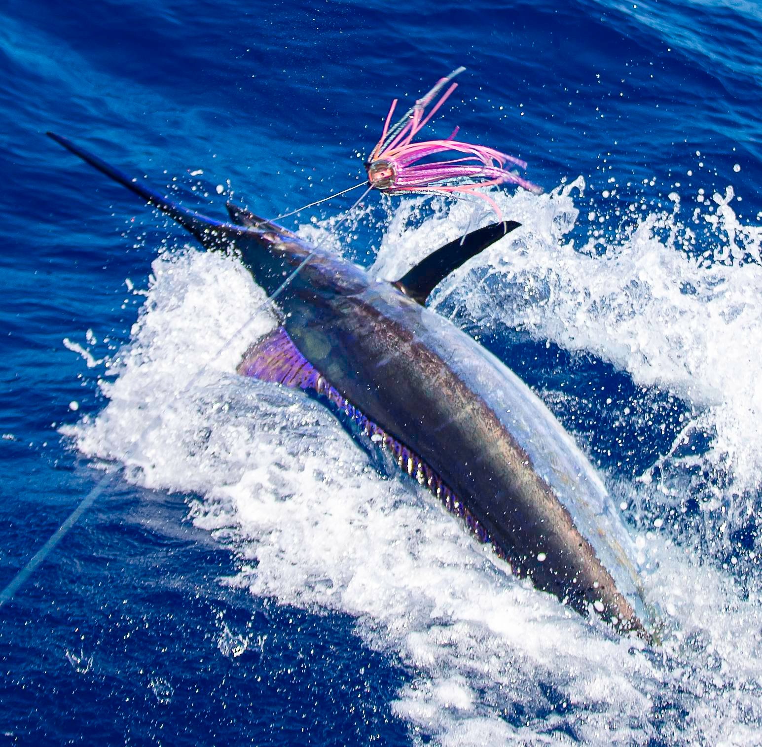 Azores - Blue Skye released a Blue Marlin (800).