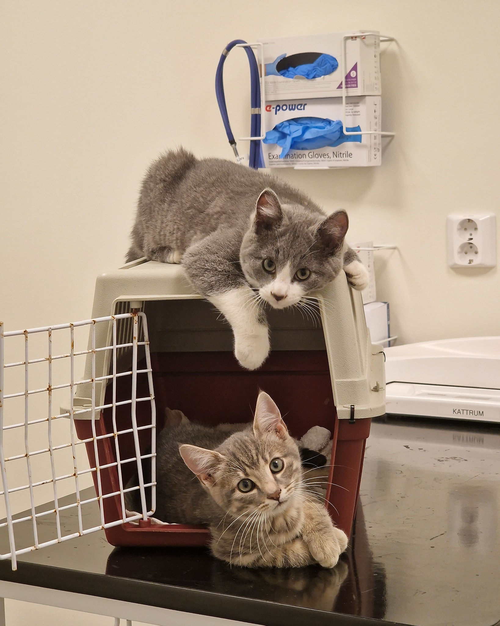Distriktsveterinä... - Distriktsveterinärerna Nordvästra Skåne
