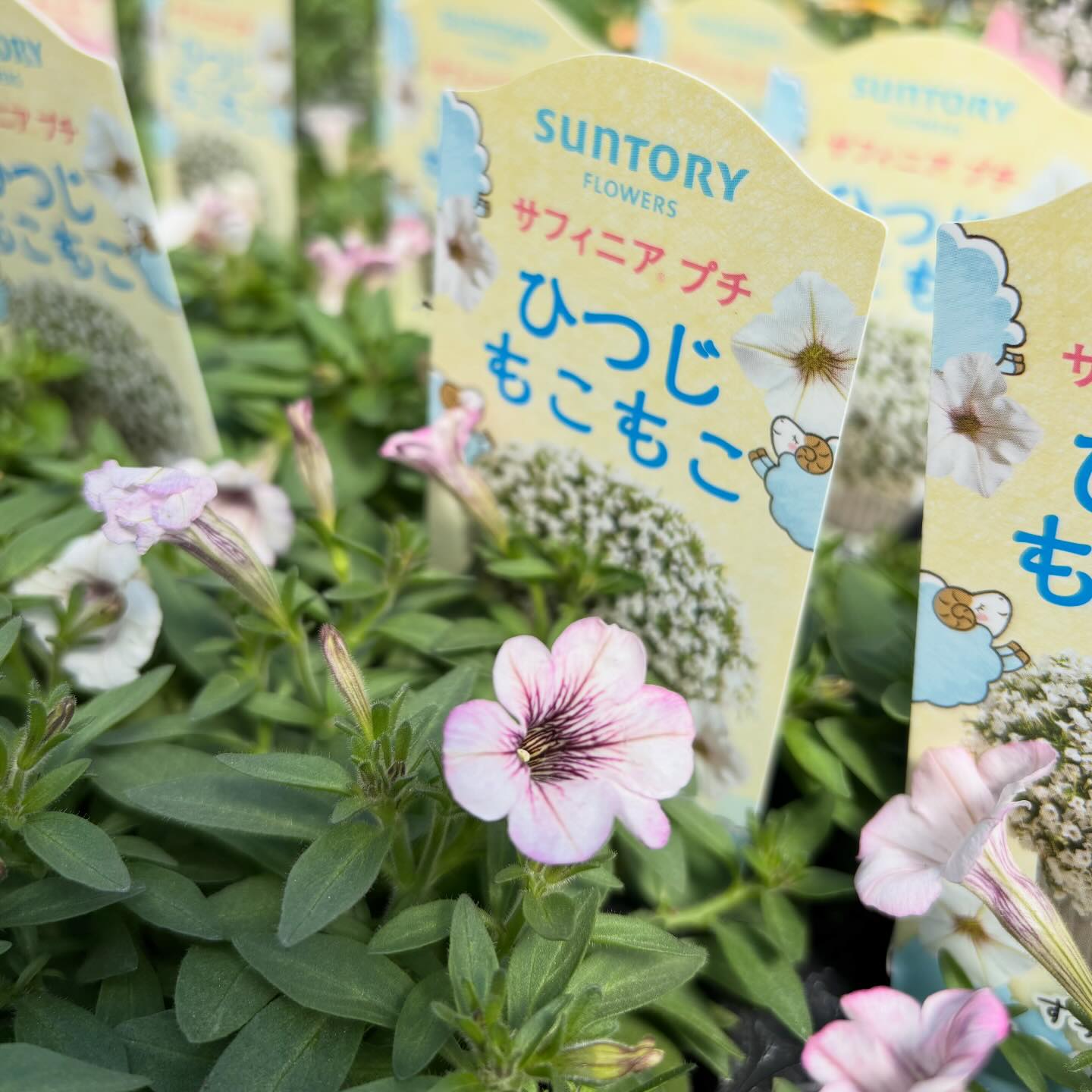 こんにちは グリーンファーム戸塚深谷店、 花苗担当です😊 桜の開花が