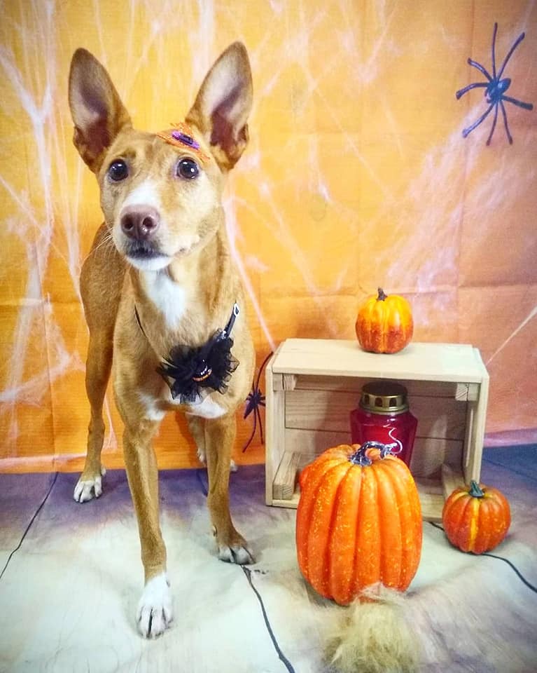 Baraka... - Baraka Animal - Boutique Peluquería Canina & Spa