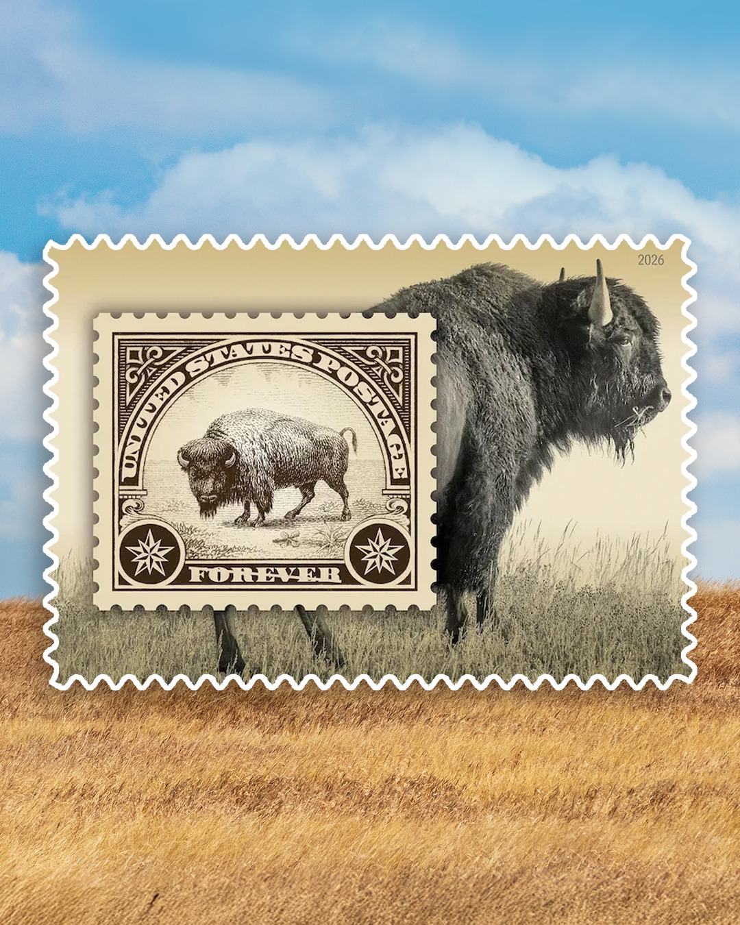 Introducing the American Bison stamp 🦬 The new design celebrates this  steadfast animal, brought back from the brink of extinction thanks to the  incredible efforts of Native Americans and conservationists