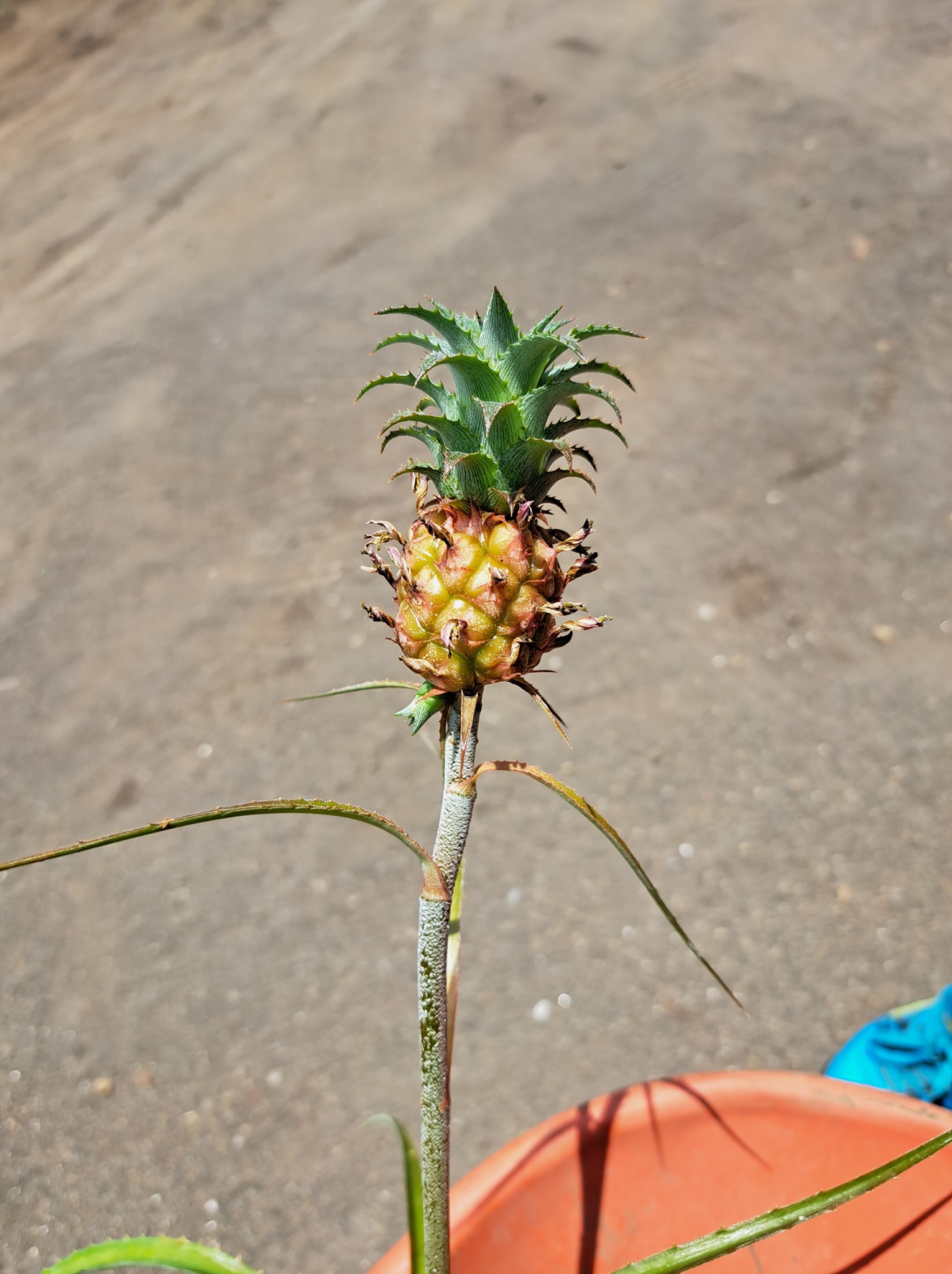 🍍 Planta de Piña enana 🍍 ANANAS NANUS... - Vivero Inverflor | Facebook