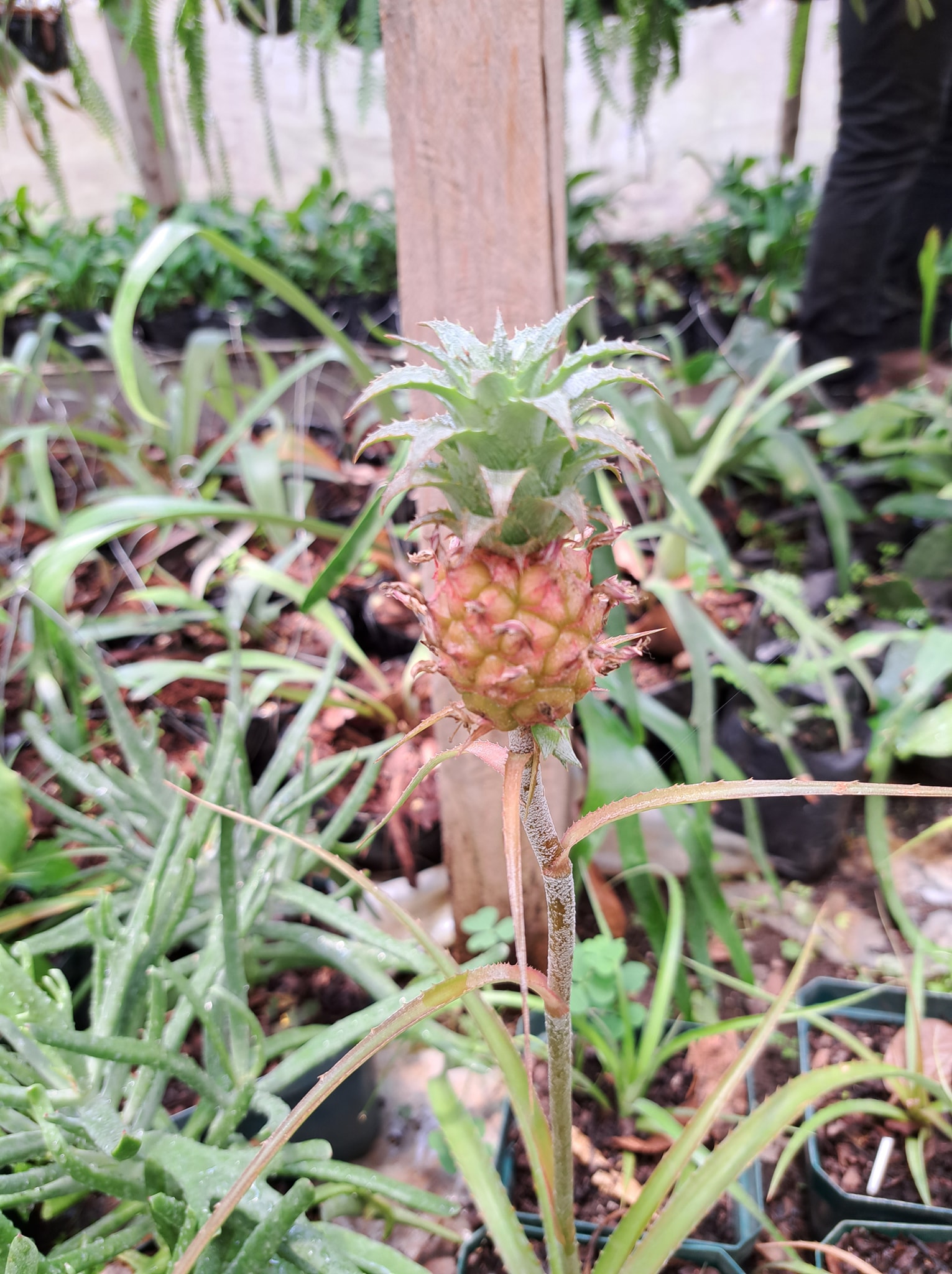🍍 Planta de Piña enana 🍍 ANANAS NANUS... - Vivero Inverflor | Facebook