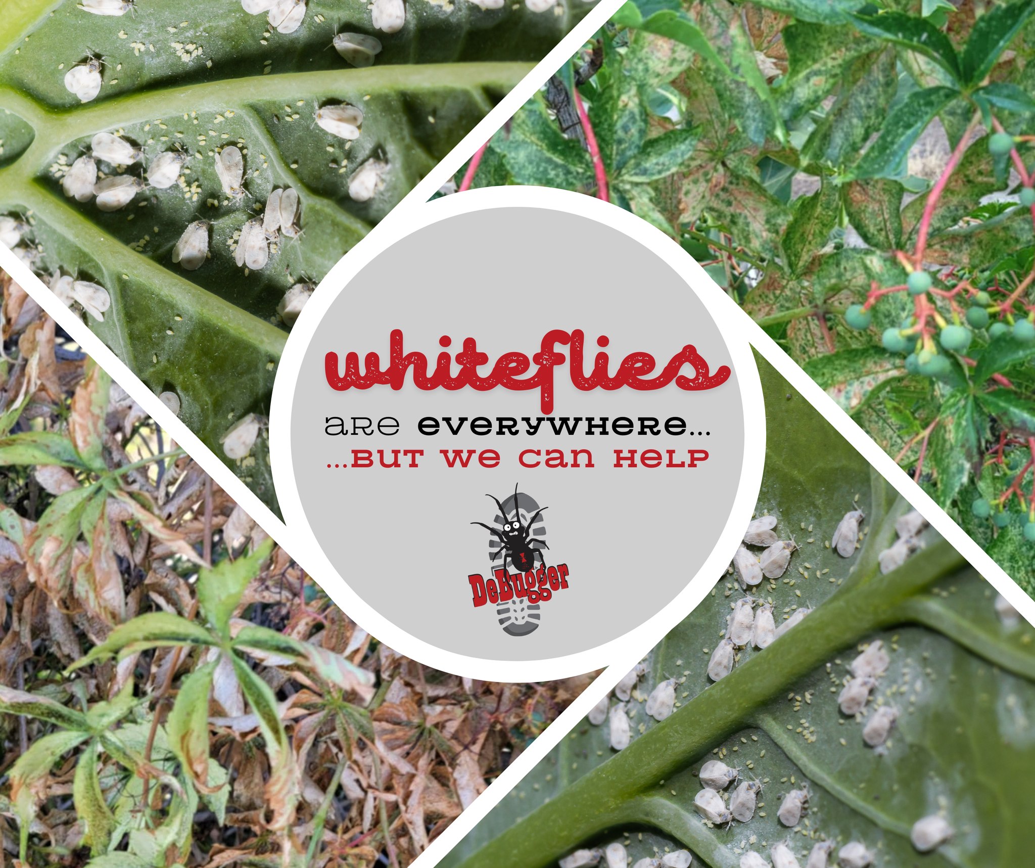 DeBugger - Whiteflies may be tiny, but they can do serious damage ...