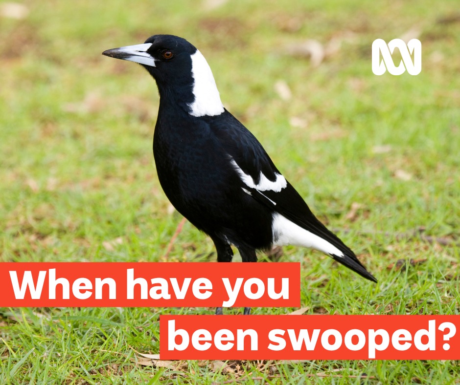 ABC - 🚴‍♀️💨 Spring’s most feared flier is back 🦅🐦‍⬛ It’s swooping ...
