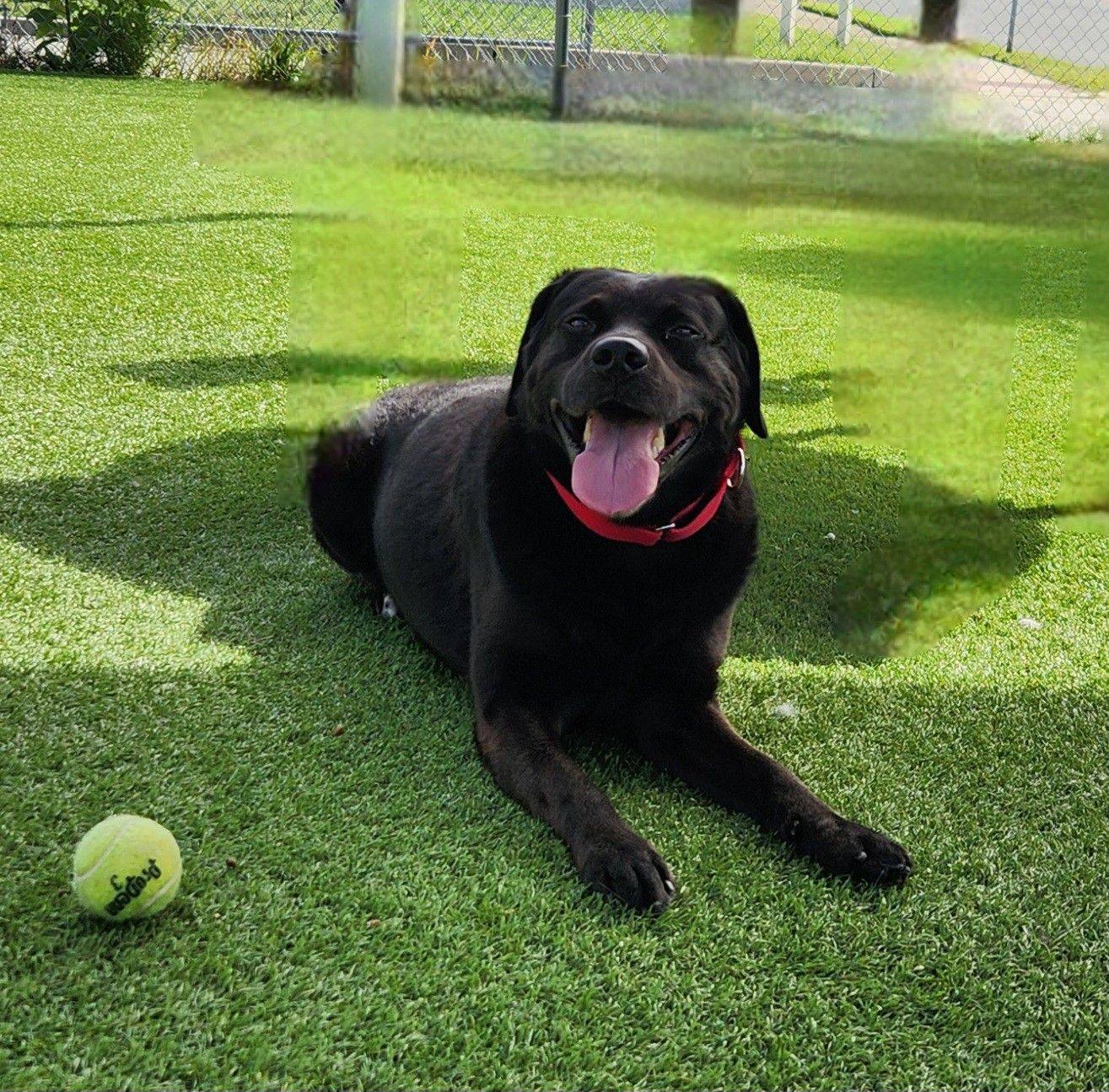 Heff can normally be found... - Woodbridge Animal Group - WAG | Facebook