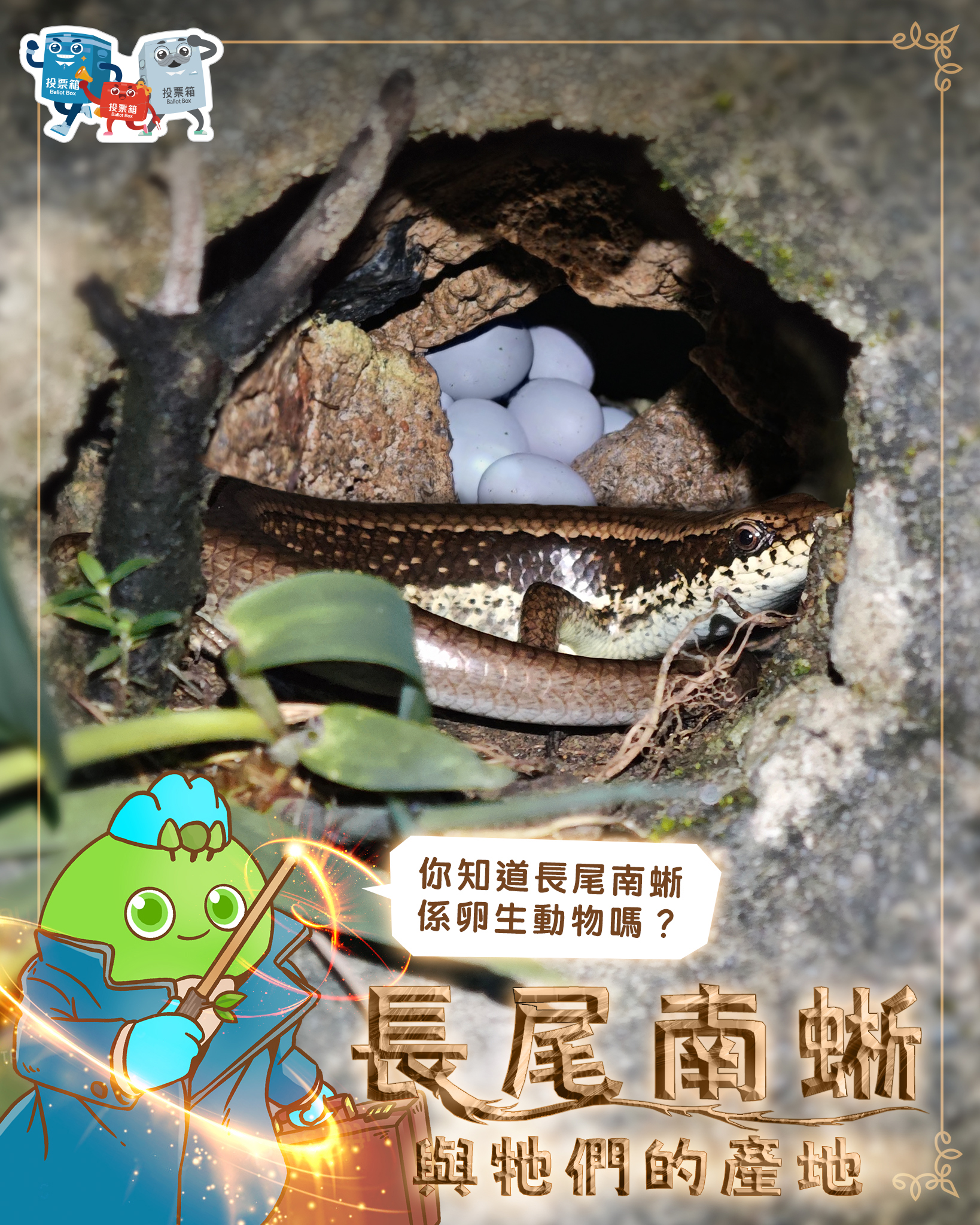 B仔自然教室 Mr. B Nature Classroom - 【市區公園觀鳥樂系列 - 鵲鴝】 鵲鴝（音：爵渠），又叫做豬屎渣。佢嘅羽毛 ...