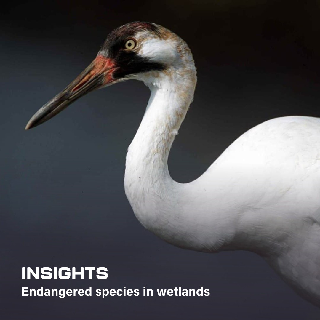 WildlifeDrones - Wetlands are a unique ecosystem that provide important ...