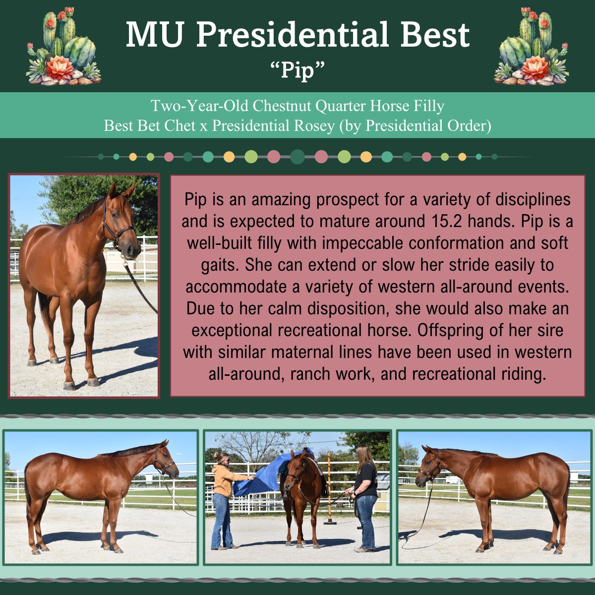 MU - Don’t miss this opportunity at a gorgeous chestnut two-year-old ...