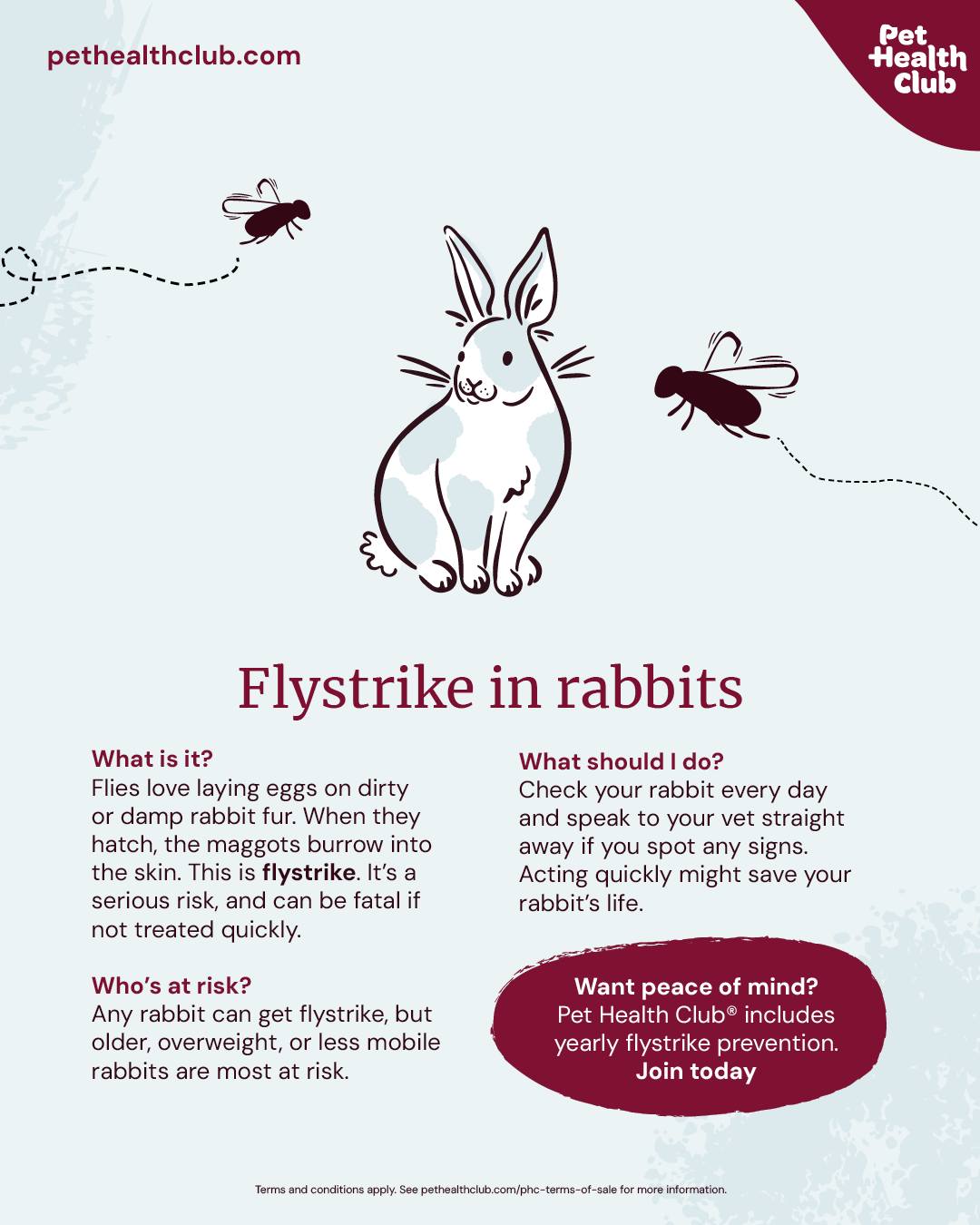 Kilbarchan - Fly strike is a serious risk, but it’s preventable. 🐰 👉 ...