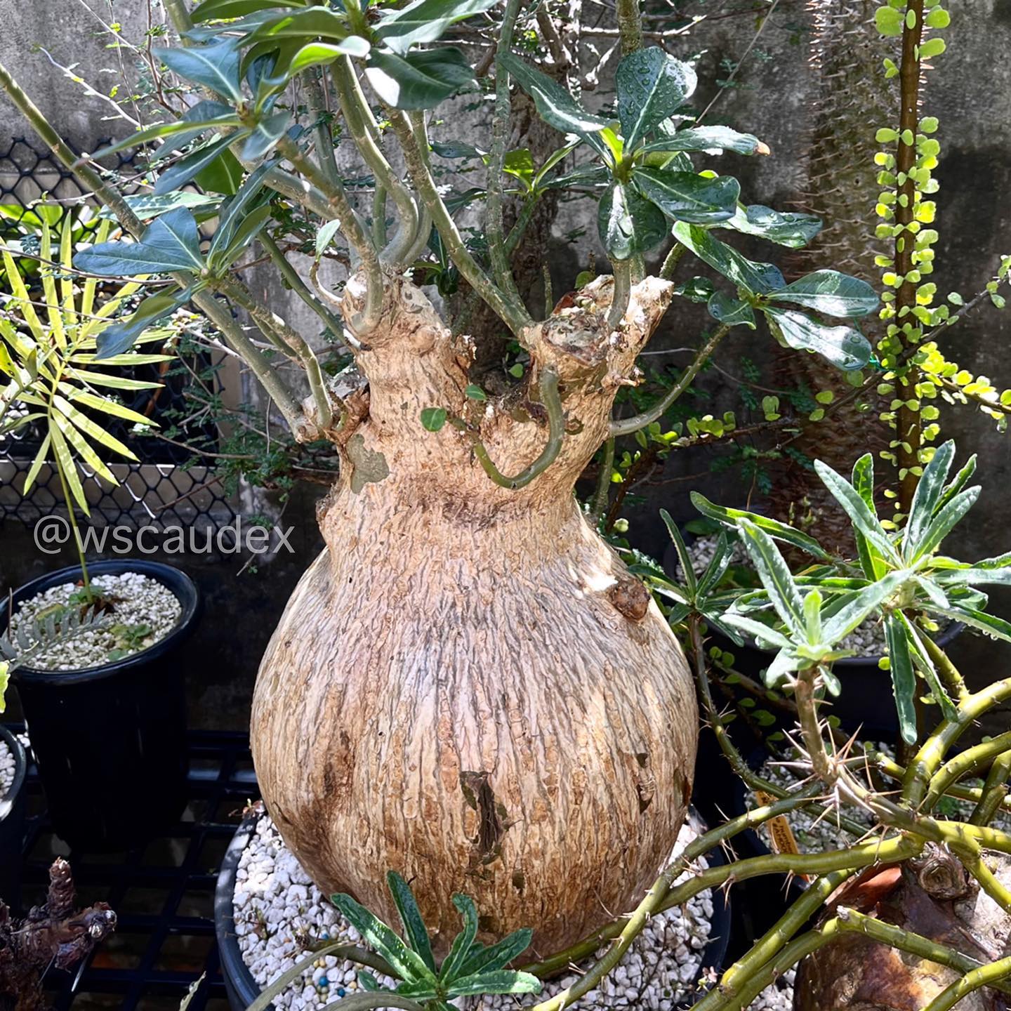 塊根王 W’s caudex - Adenium obseum 沙漠玫瑰 . #adeniumobesum...