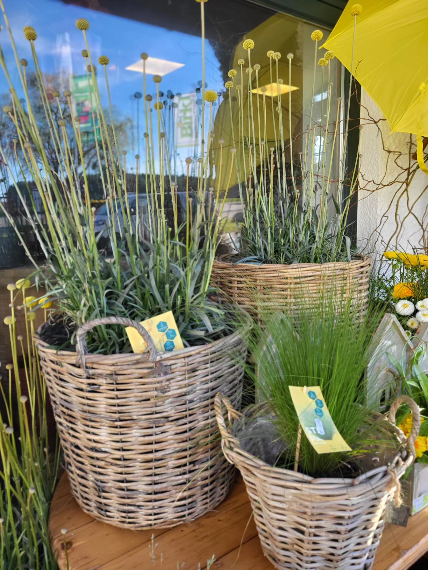 Wir haben wunderschöne Craspedia und Eukalyptus in verschiedenen Sorten und Größen bekommen. #craspedia #trommelblume #eukalyptus #mediterran
