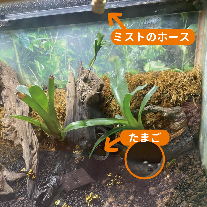 先日、ほしい物リストで頂いたミストをキオビヤドクガエルの水槽に設置 