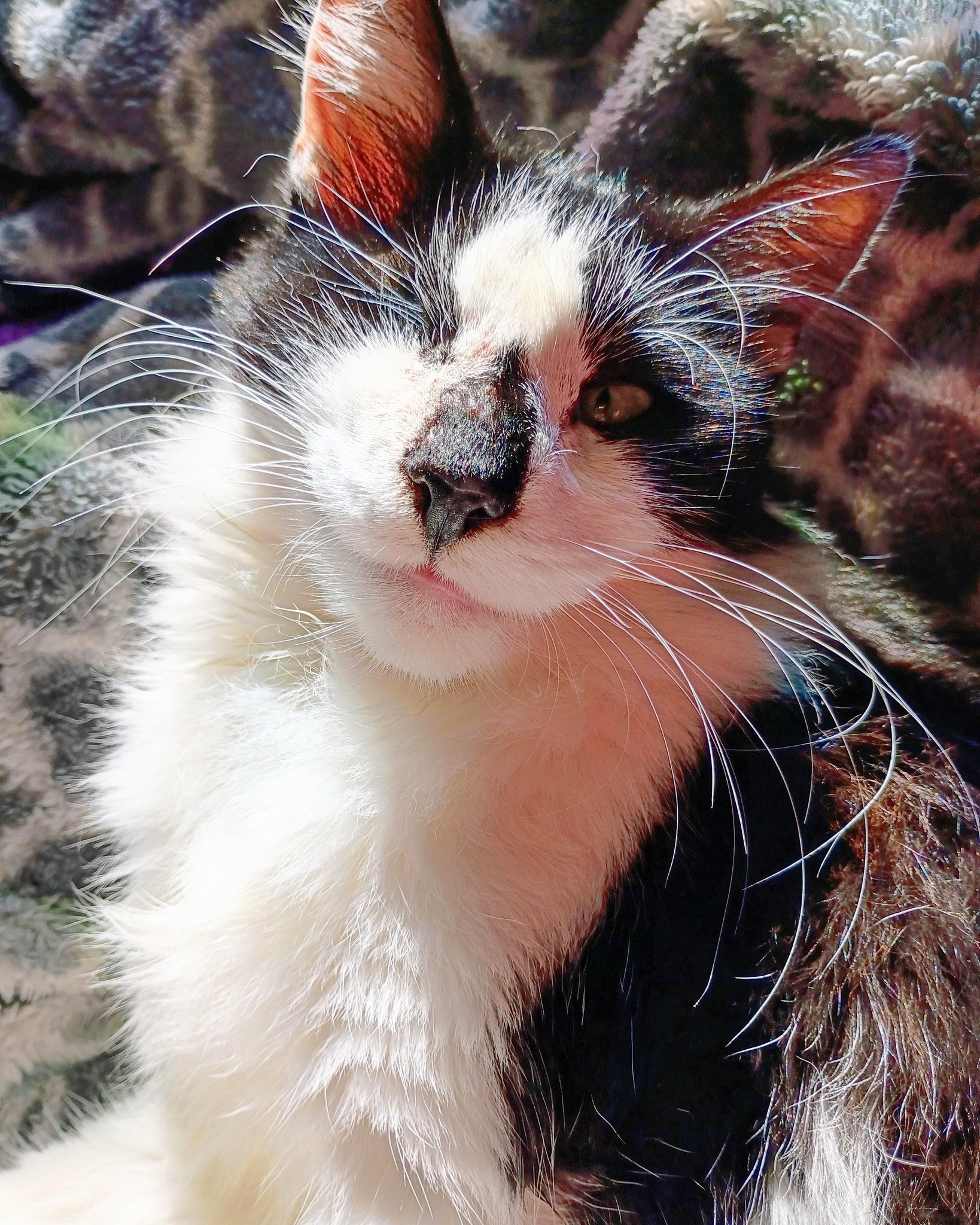 The Meow - She has one eye, no teeth, no voice, and she is utter ...