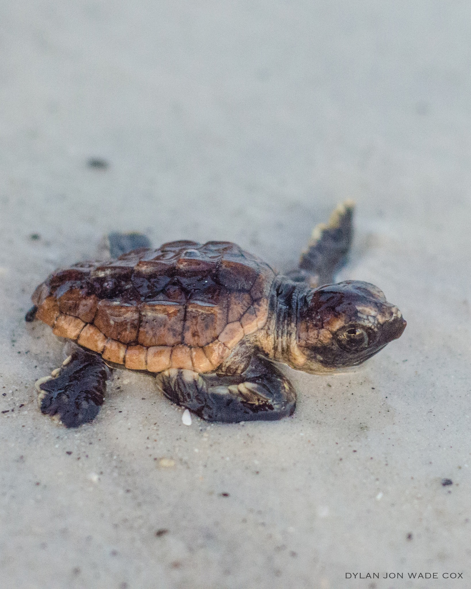 Dylan - Baby Loggerhead Sea Turtle 🐢🌅🌊 