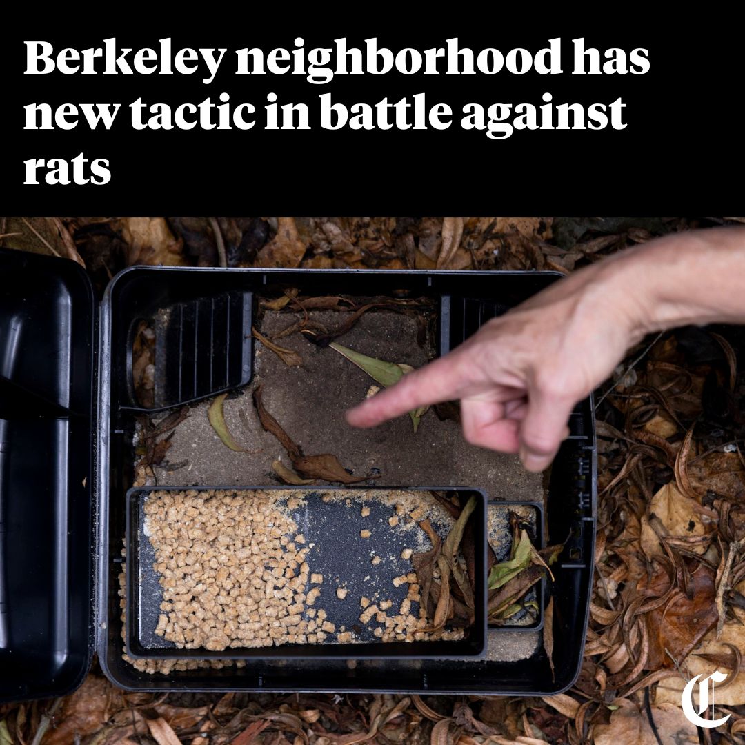 San - With some California communities facing rodent outbreaks, a ...