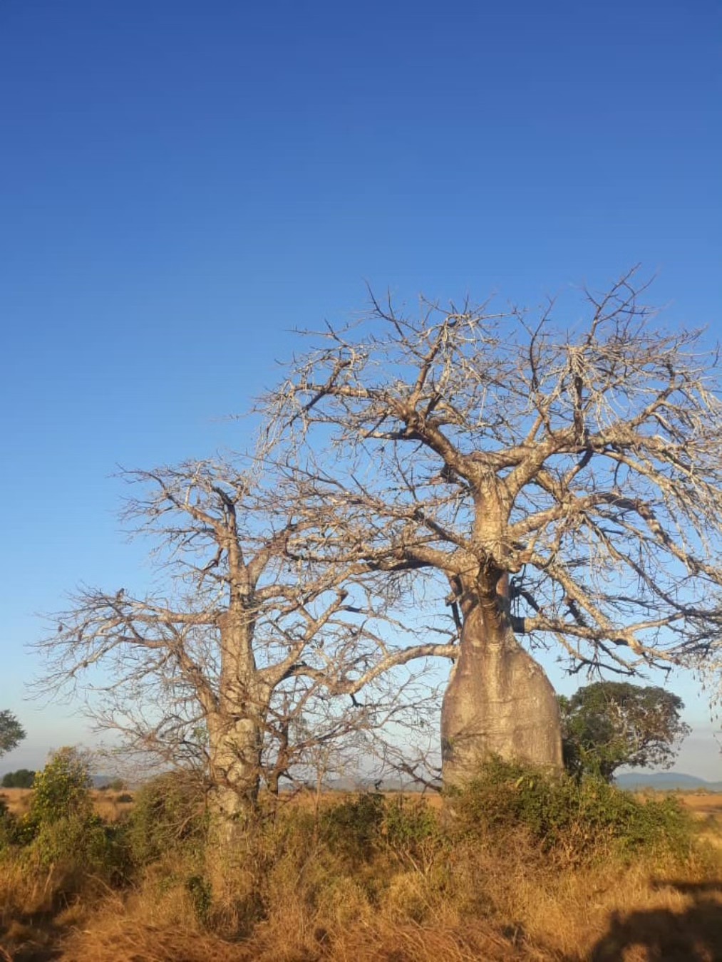Gecko - The African baobab (Adansonia digitata) is an iconic, long ...