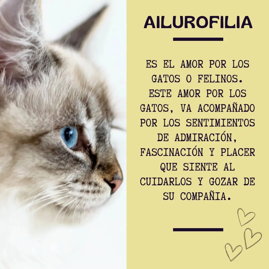 Rascadores - ️ ¿Sabías el significado de la Ailurofilia? 🤔 💕 En este ...