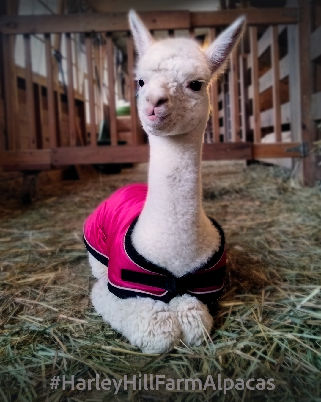 Gilet à Capuche Sarah Pacini - 45% Baby Alpaca, Taille Unique, Occasion Très Bon état