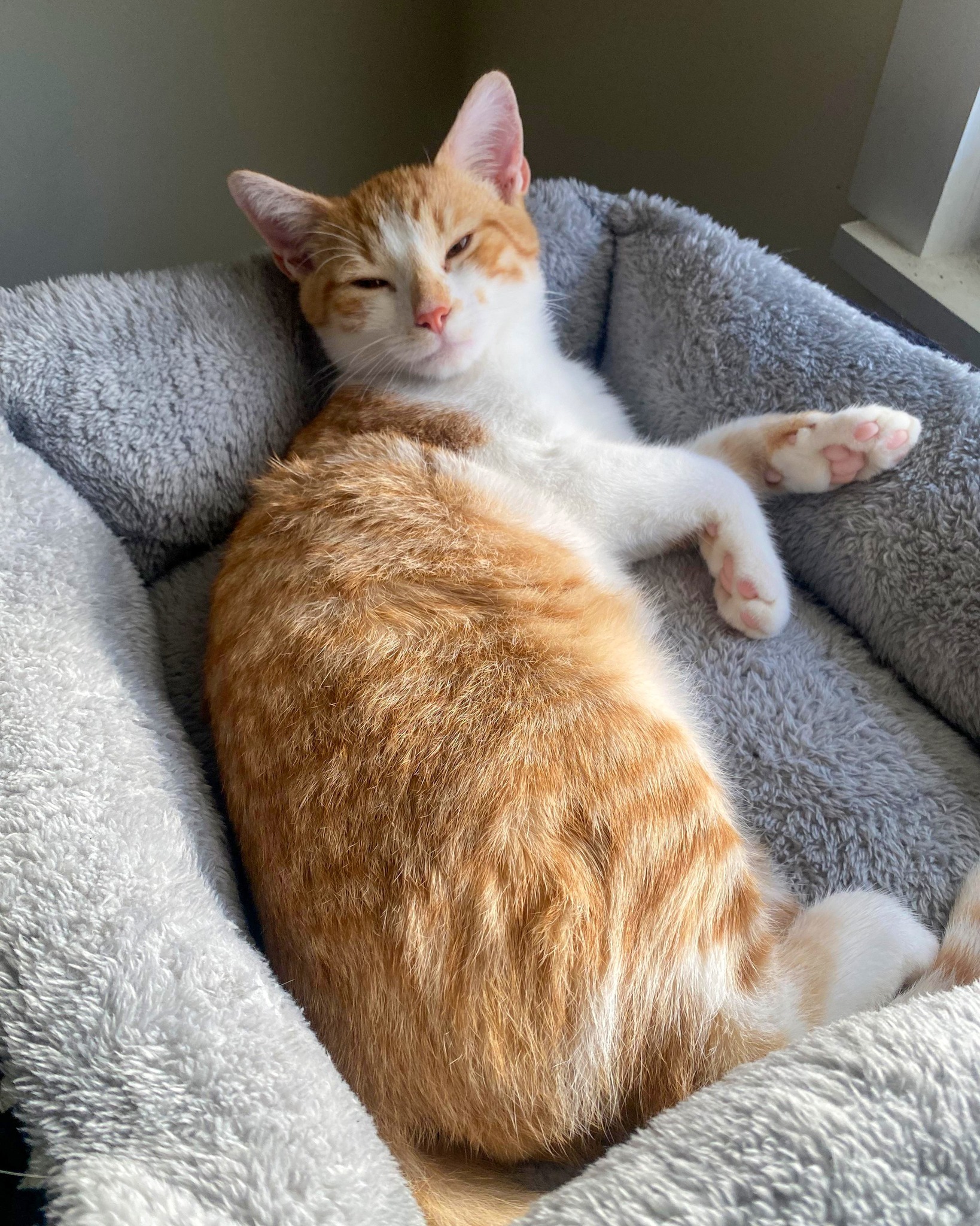 The Meow - I haven't lived with a cat in 4 years, and Orange Juice ...