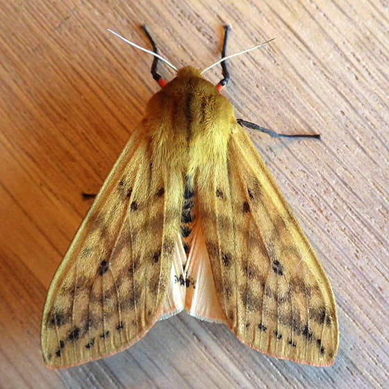 Graellsia isabellae