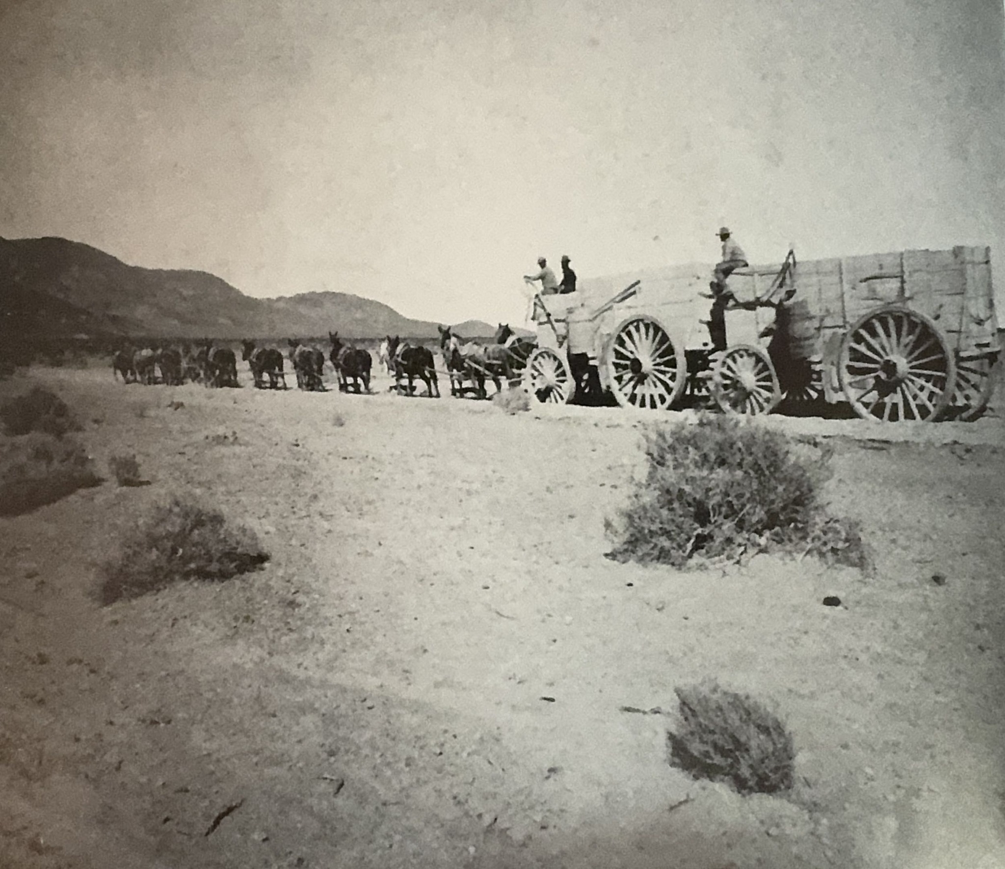 Death Valley's 20-mule teams' last haul
