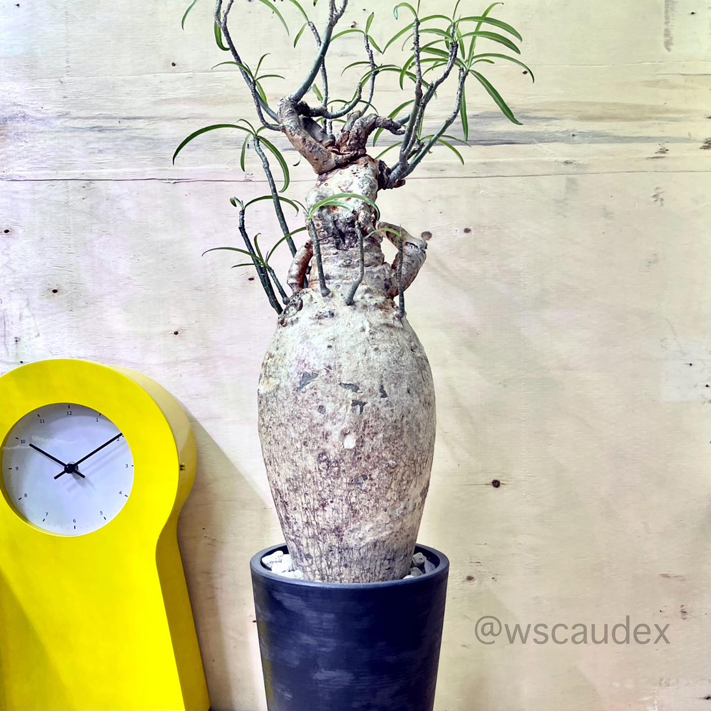 塊根王 W’s caudex - Adenium somalense 索馬里沙漠玫瑰 ....