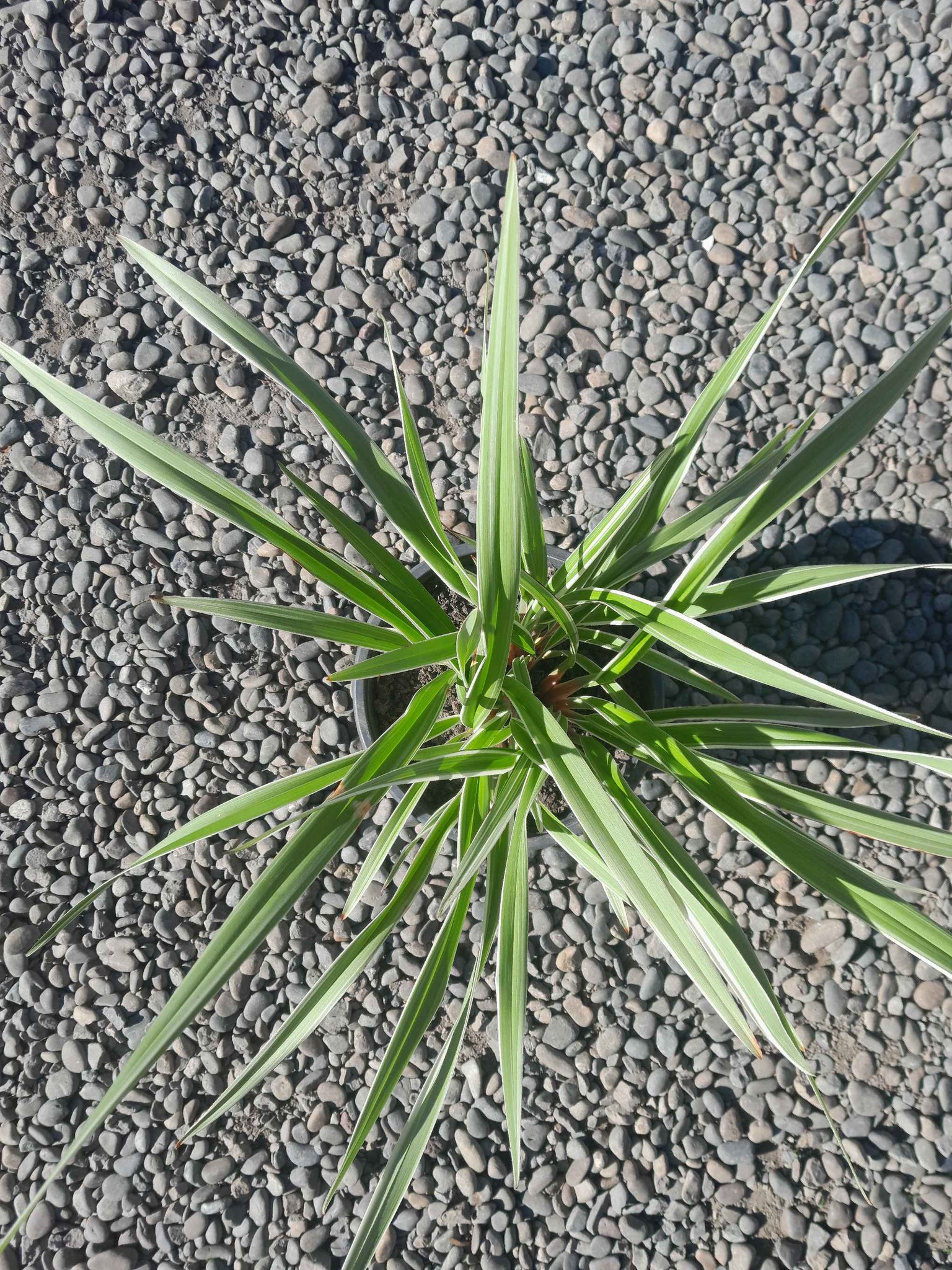 Phormium - $7 - Big pot (5L) - Collection Rangiora - Plants & Seedlings ...