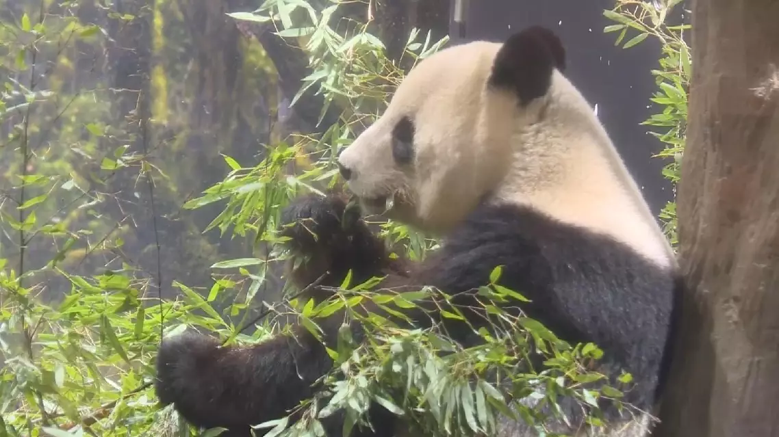 BastilleGlobal - Fans bid farewell to Japan's last pandas before they ...