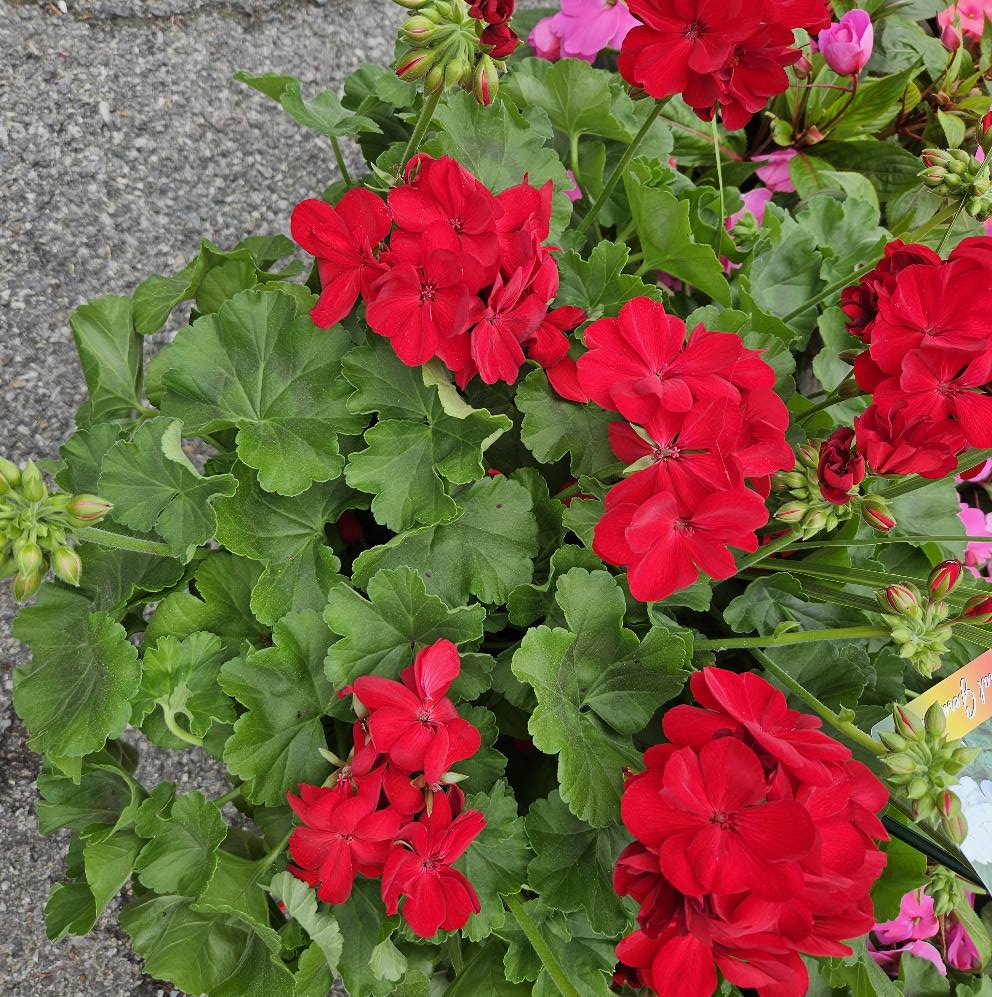 Katonah Nursery in Somers (Katonah) NY | Somers NY