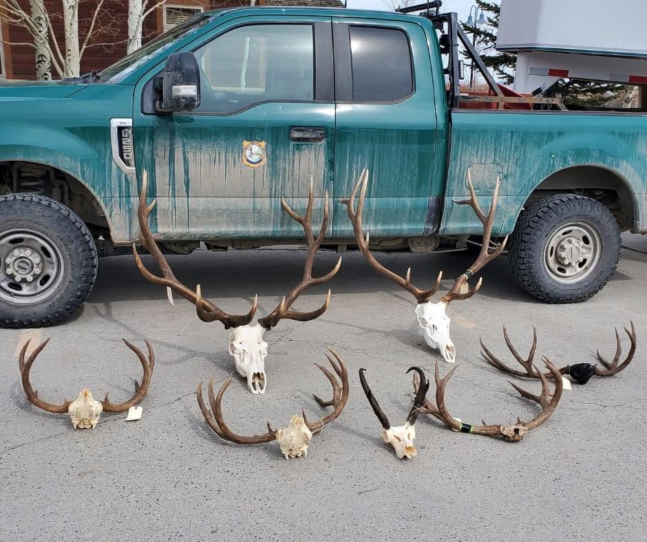 Rack - POACHER RING BUSTED IN WYOMING 🚨 Wyoming just smoked a whole ...