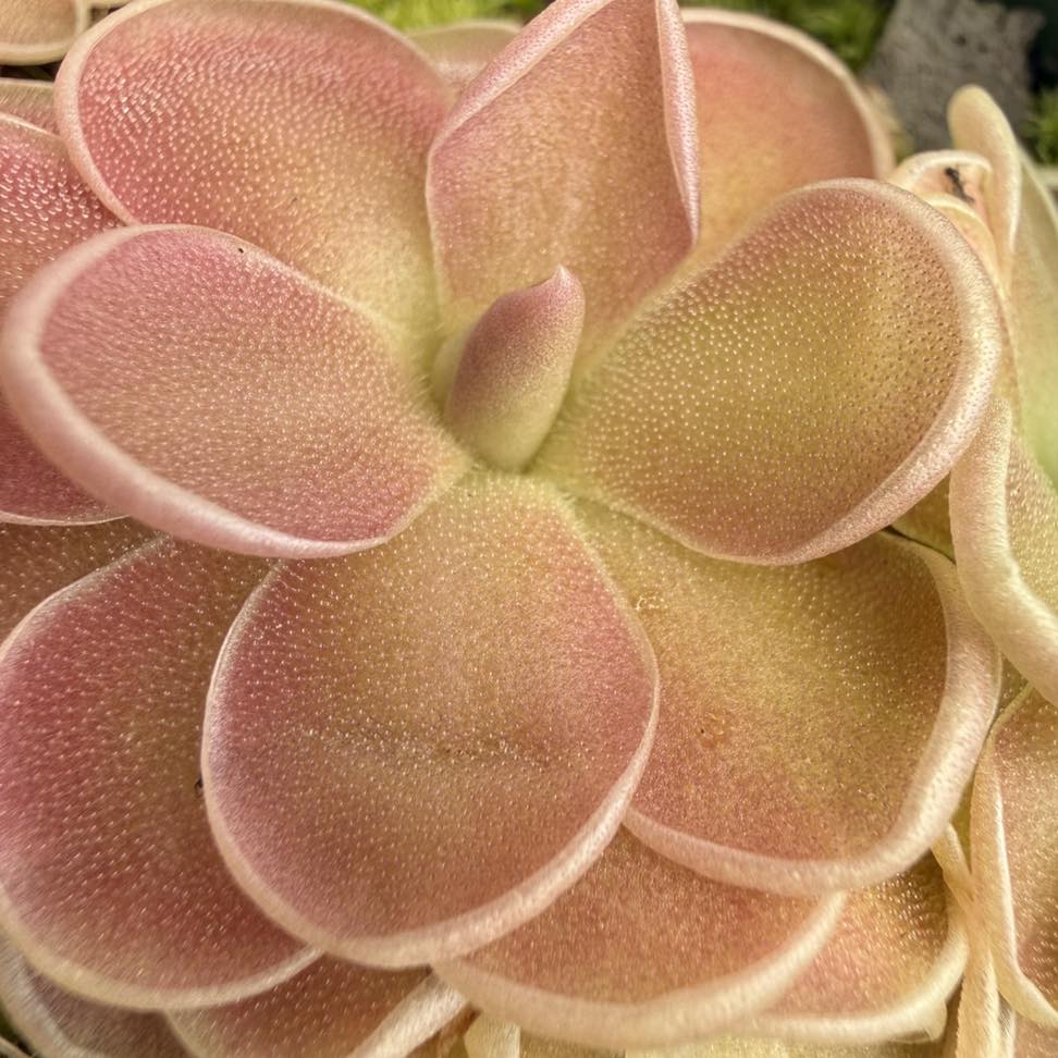 m*o様 食虫植物 P. primuliflora rose ③ m*o様 食虫植物 P