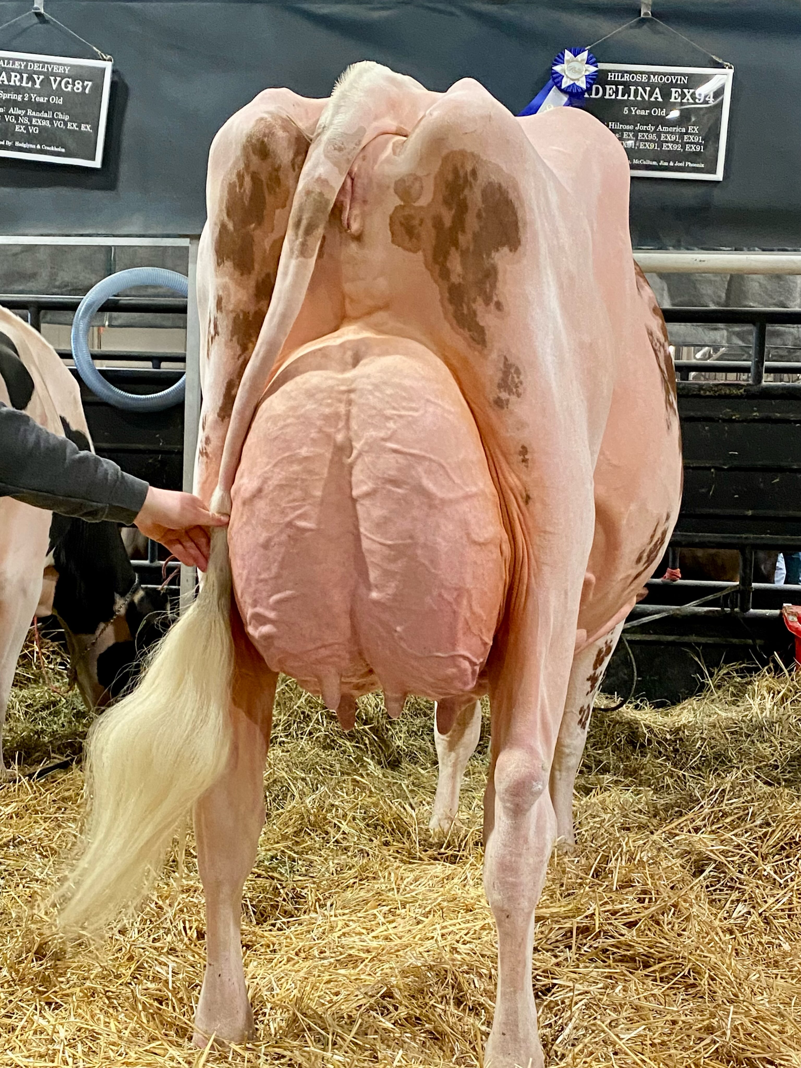 🔥Hilrose Moovin Adelina EX-94🔥 ▪️2nd 5 year old Royal 2025
