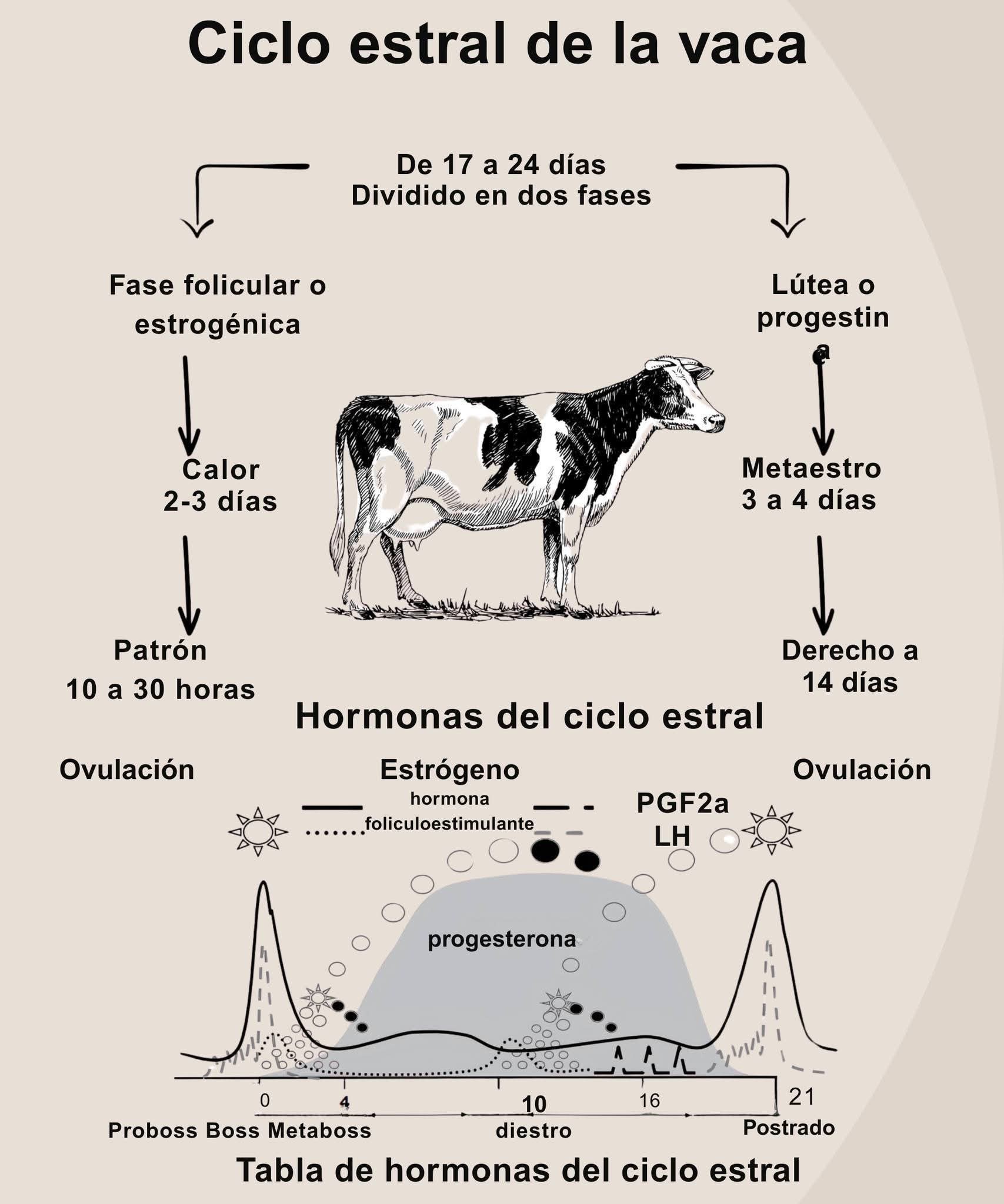 Mundo - 🐄 El ciclo estral de la vaca: clave para la reproducción y la ...