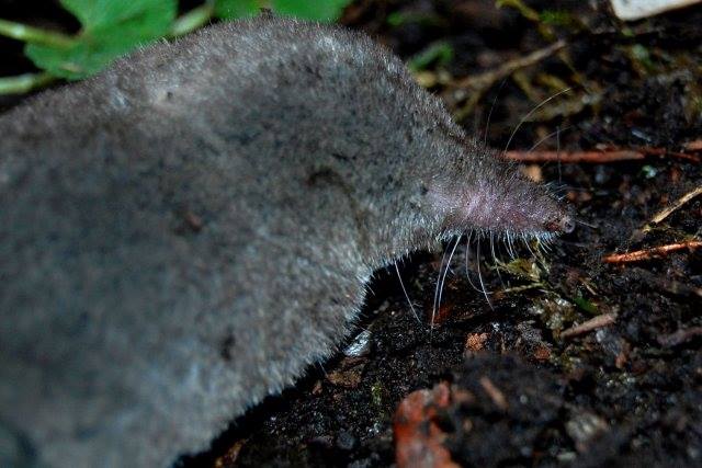 Biowebecuador - La especie del día. Musaraña ratón ciego....