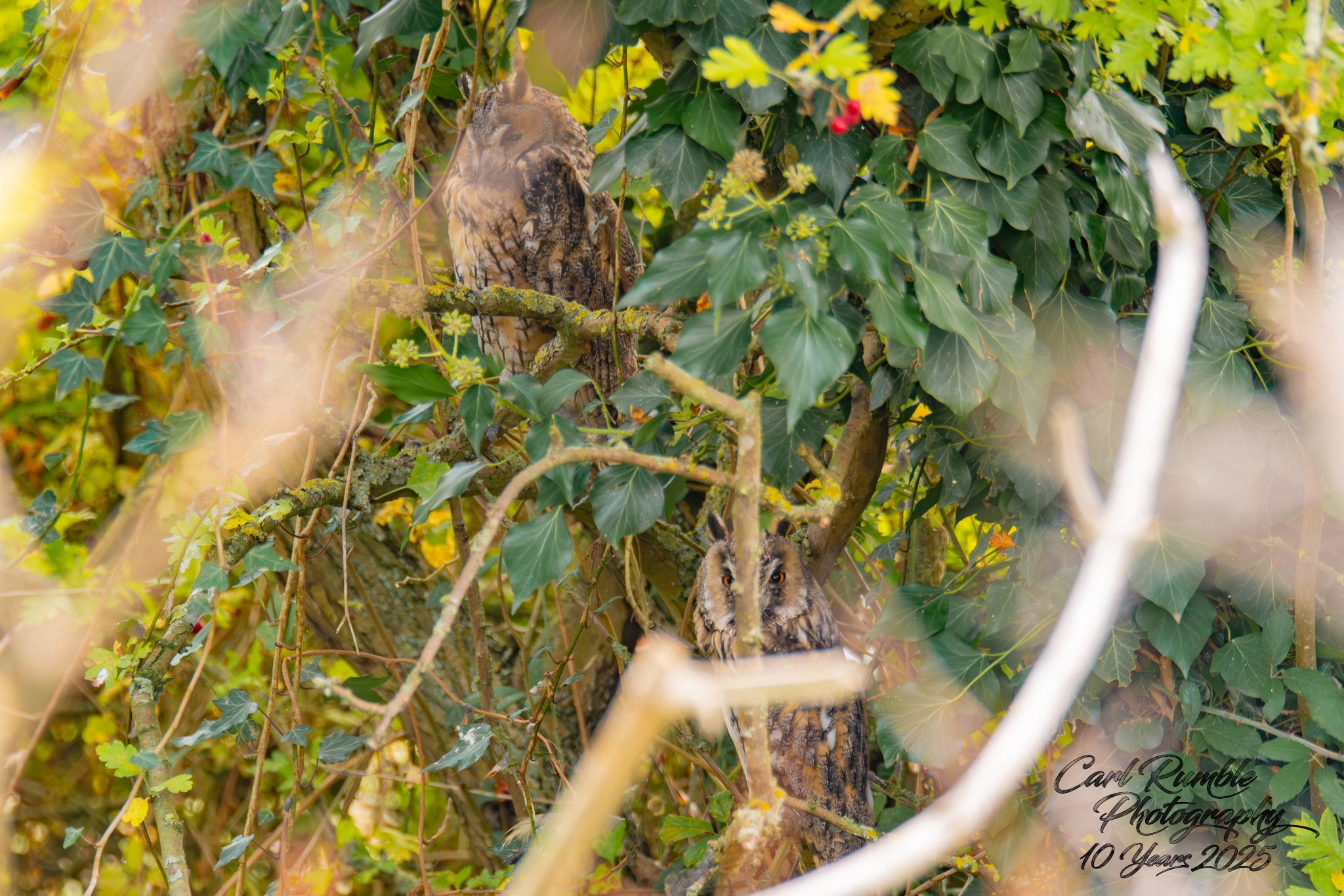 Carl Rumble Photography: Wildlife and Events