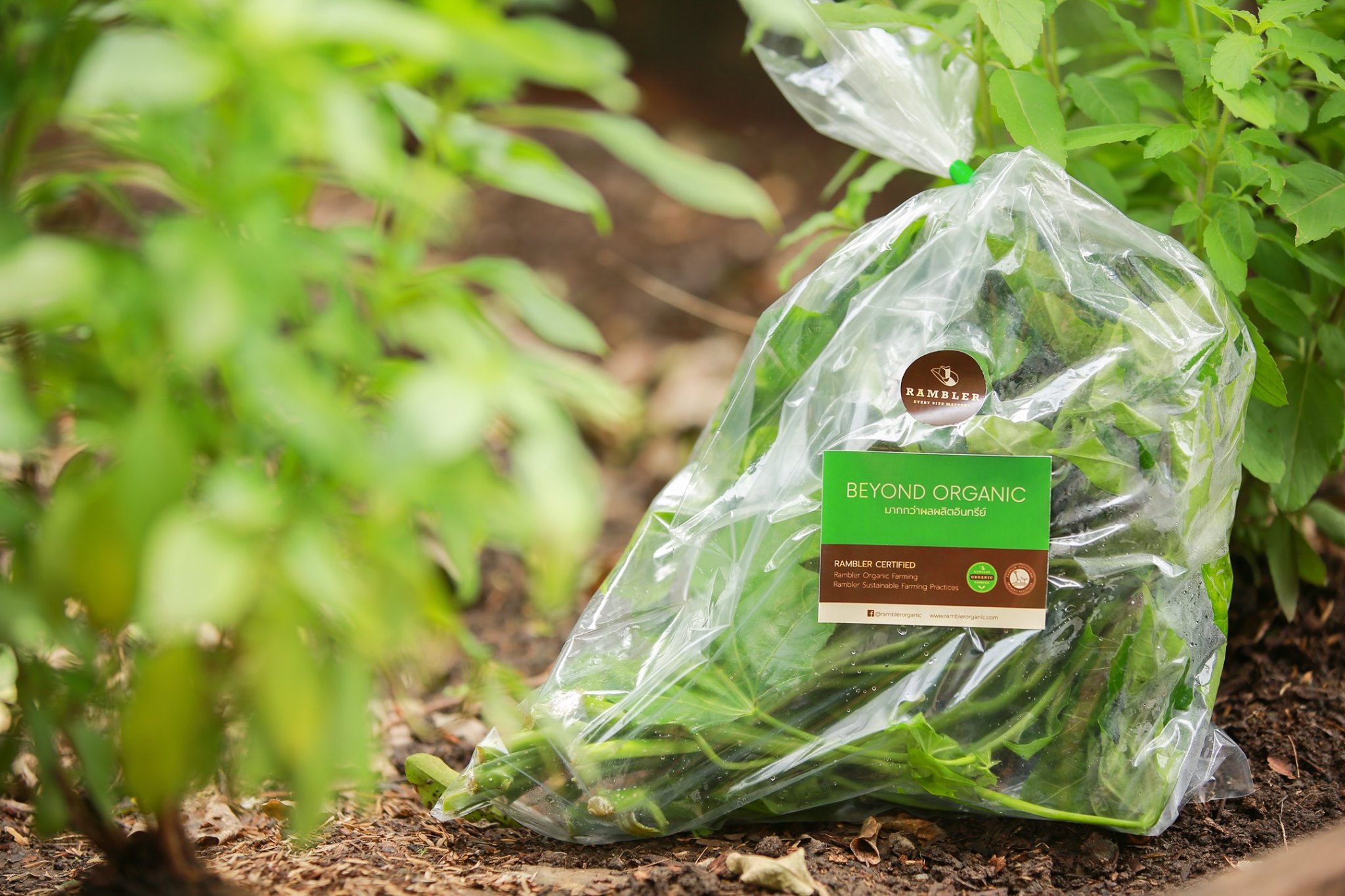 Rambler - Rambler x ActivePak by NSTDA 🌱 ไม่ต้องตกใจ!... | Facebook