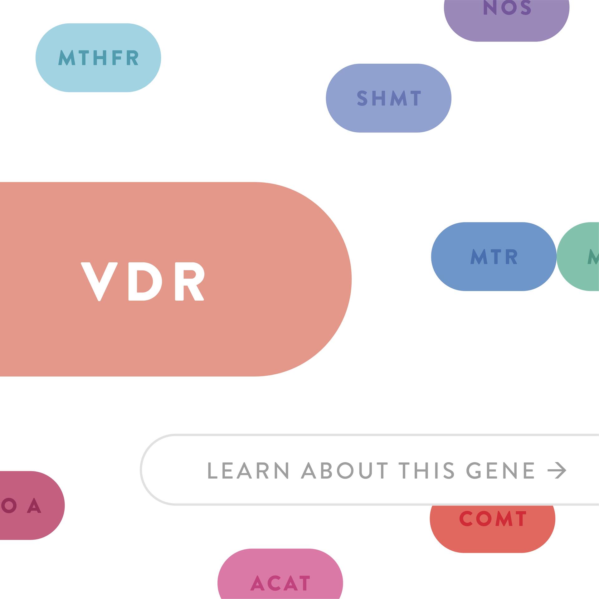 Dr. - What exactly is the VDR gene, and how can you support a VDR ...