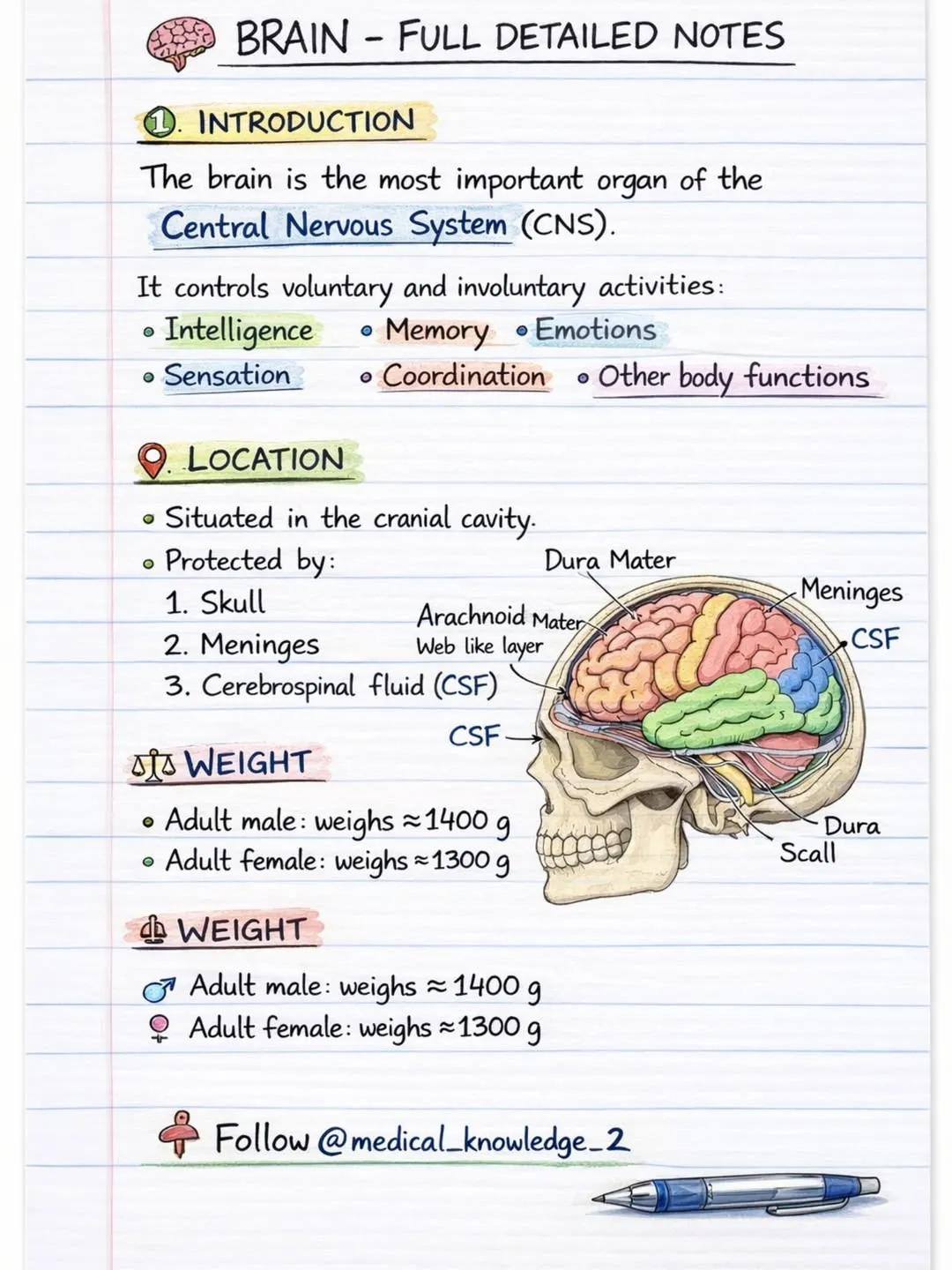 ..👉BRAIN 🧠 (#ANATOMY) NOTES - Medical Information | Facebook