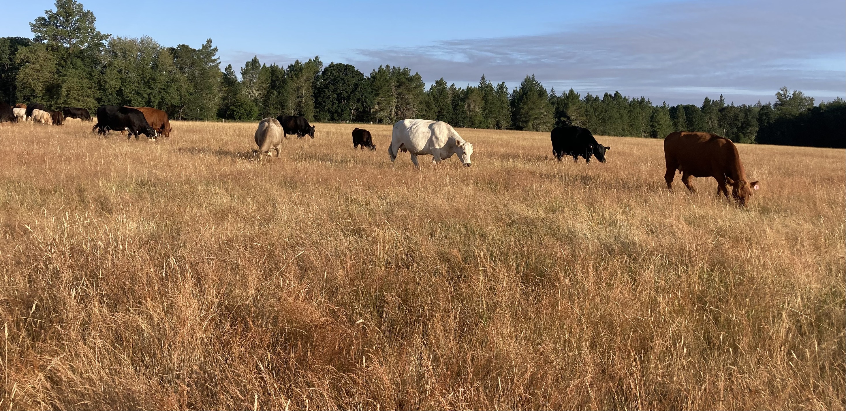 Crown B Ranch | Lebanon OR