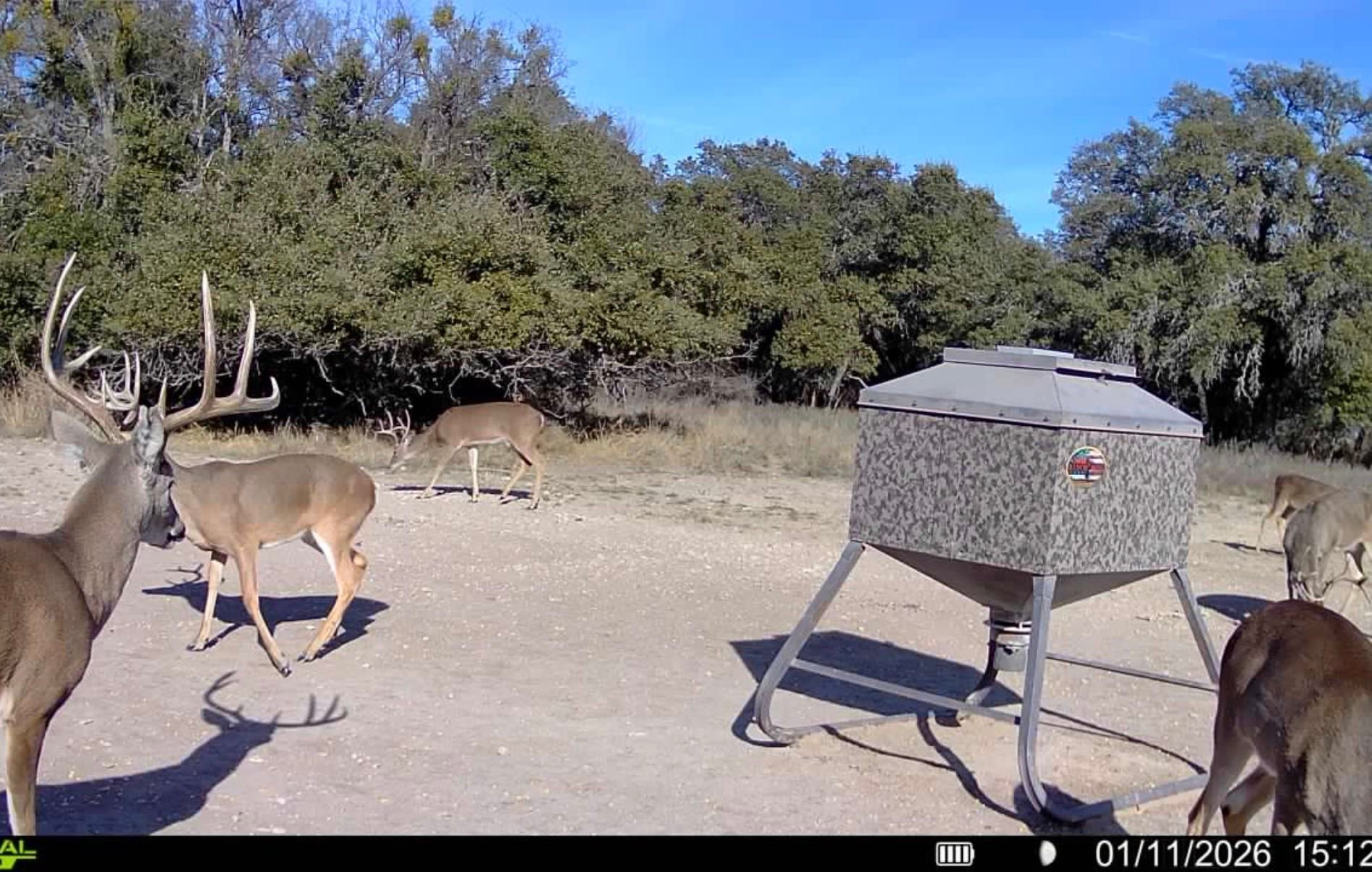 Carlisle Ranches... - Carlisle Ranches & Texas Whitetail Deer