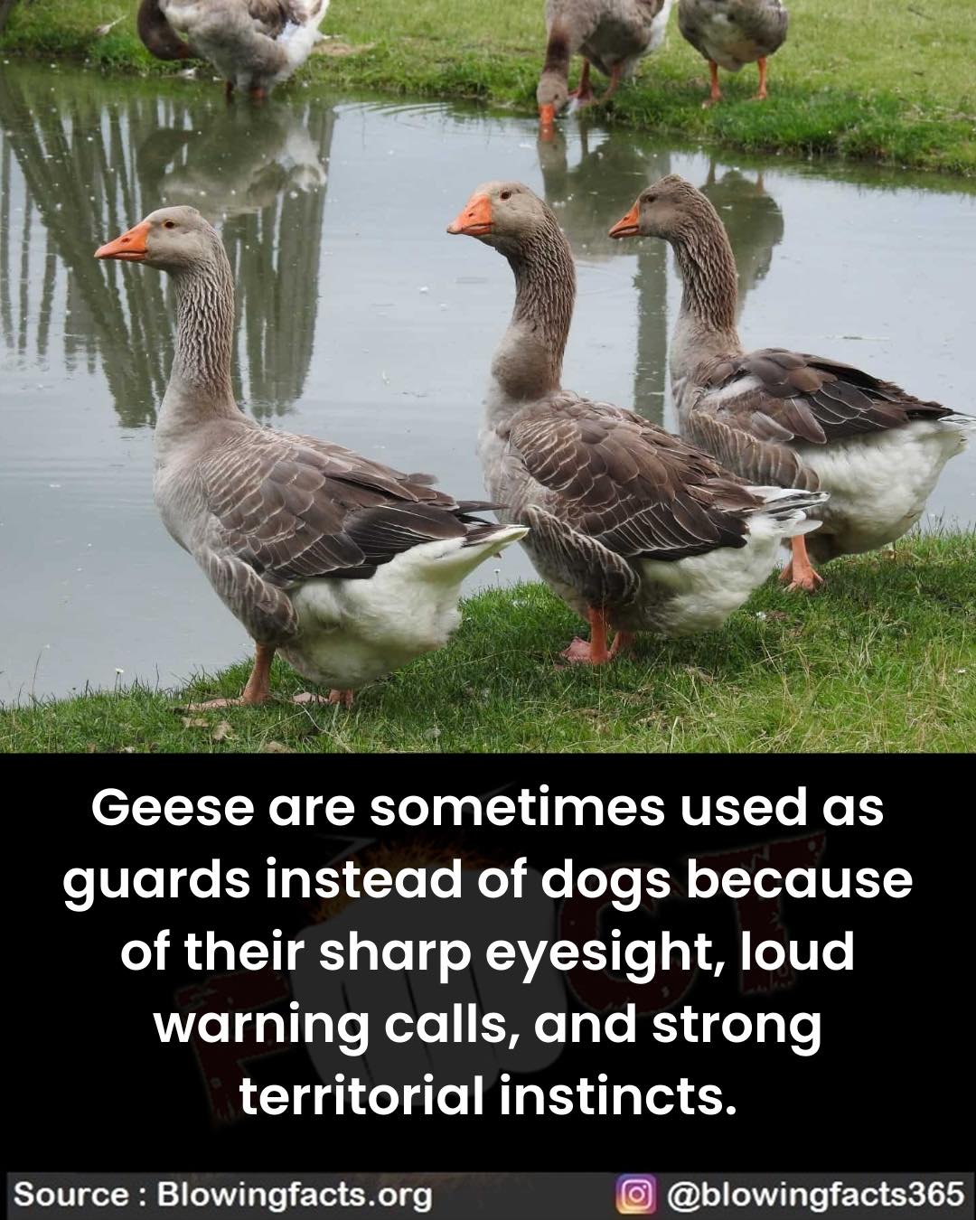 Facts that will blow your... - Facts that will blow your mind