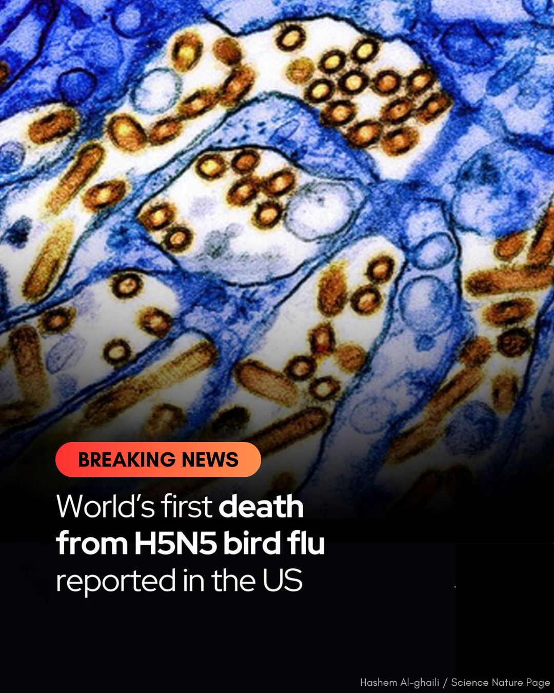 Hashem - 🚨A rare bird flu strain has just claimed its first human life ...