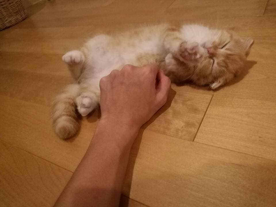 Emu the cat - คืนแรกที่เค้าแมวมาอยู่กับพวกเรา...