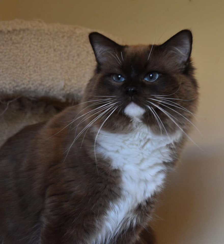 Nky Top Notch Ragdolls | Hebron KY