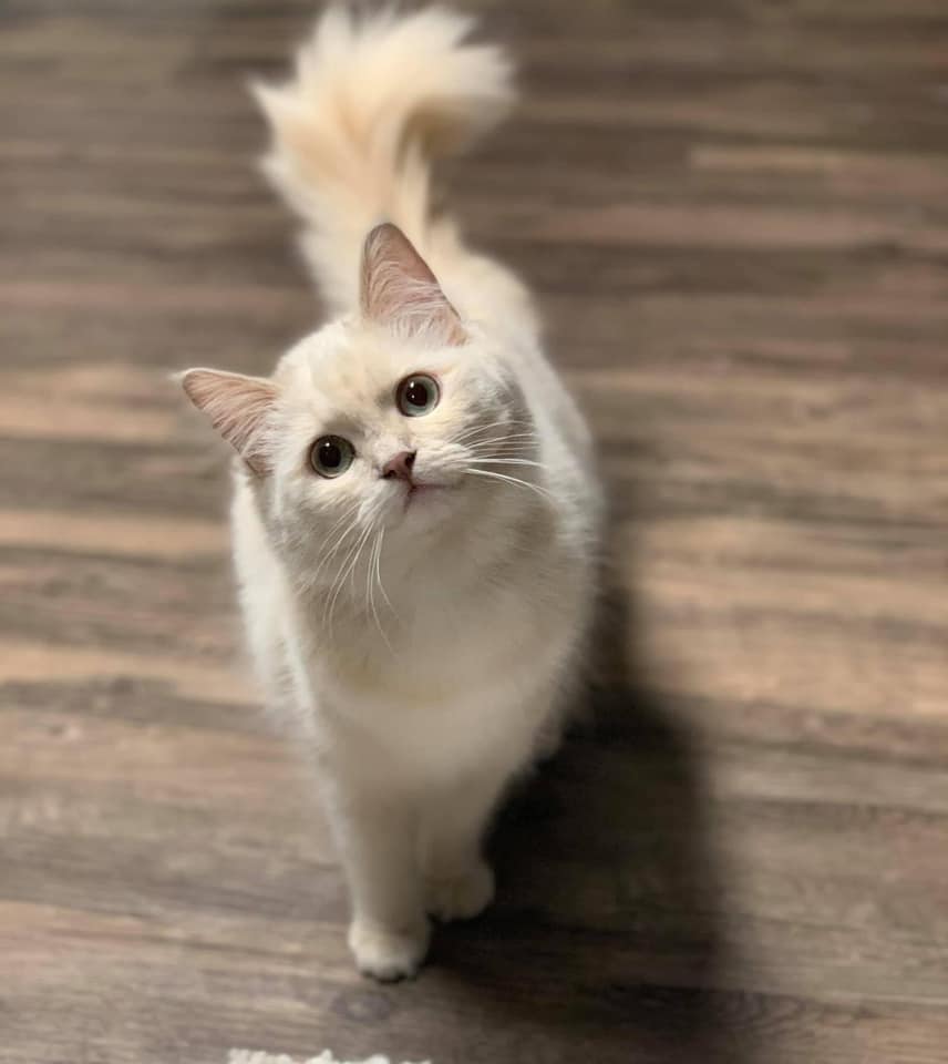 Nky Top Notch Ragdolls | Hebron KY