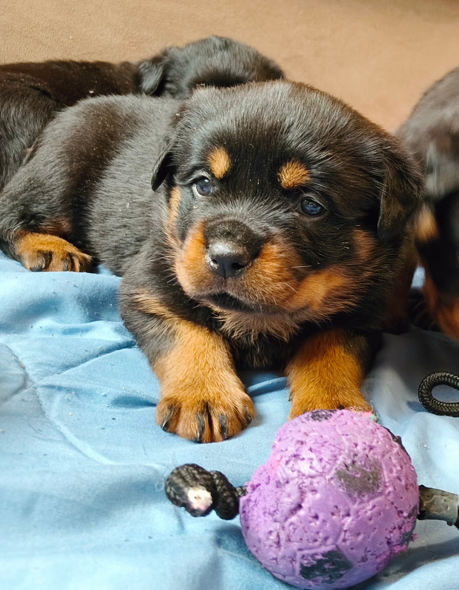 Nice And Lovely FCI - rottweiler | Miechów